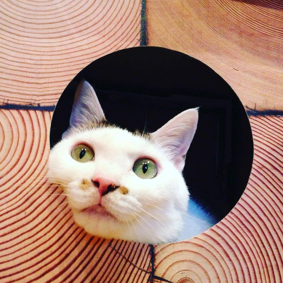 Zoom