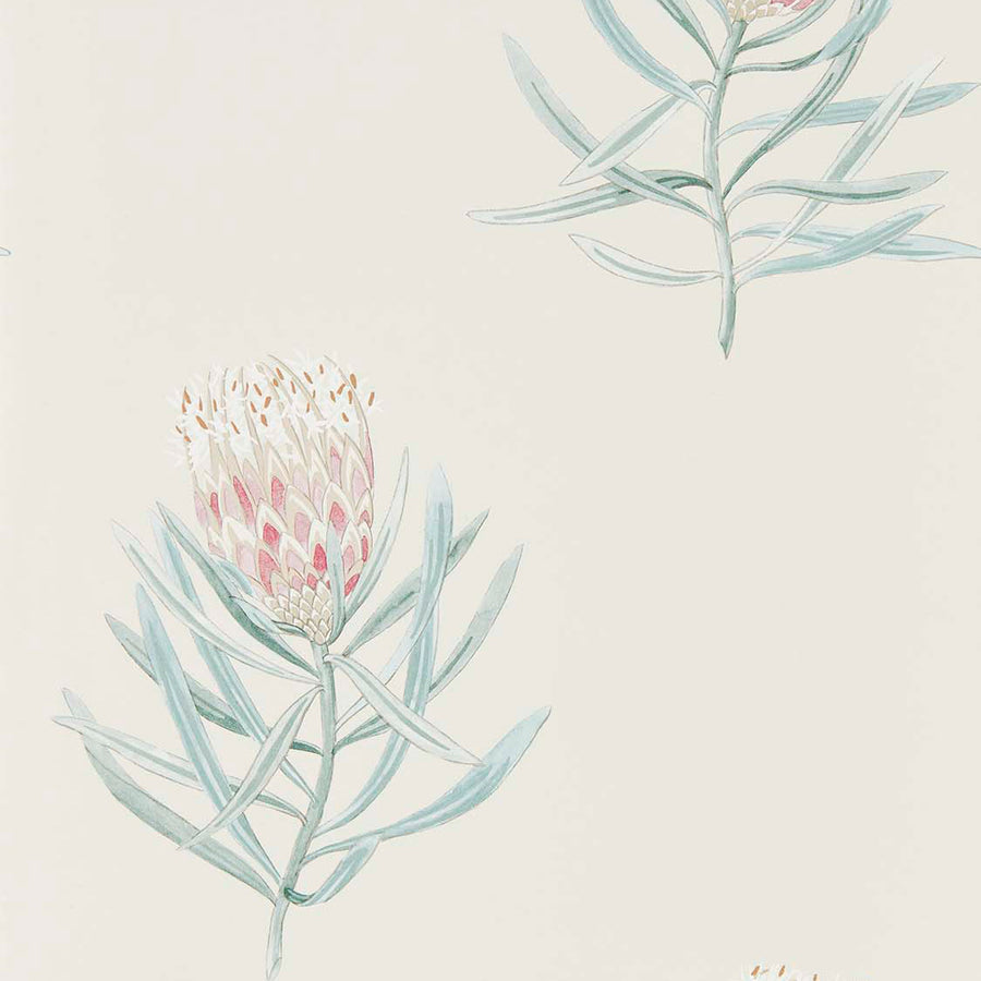 Sanderson / ART OF THE GARDEN WALLPAPERS / Protea Flower 216330