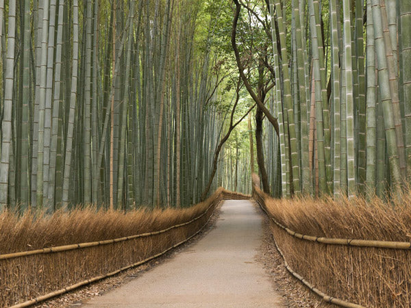 PHOTOWALL / Tenryu-ji Temple Passage (e6168)