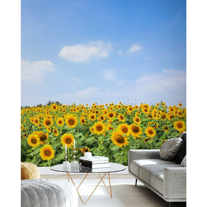PHOTOWALL / Soft Sunflowers (e40607)