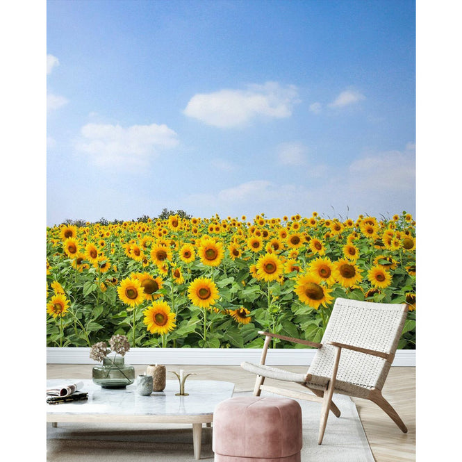 PHOTOWALL / Soft Sunflowers (e40607)