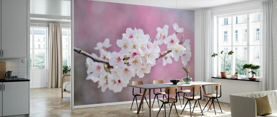 PHOTOWALL / Beautiful Cherry Blossoms (e310642)