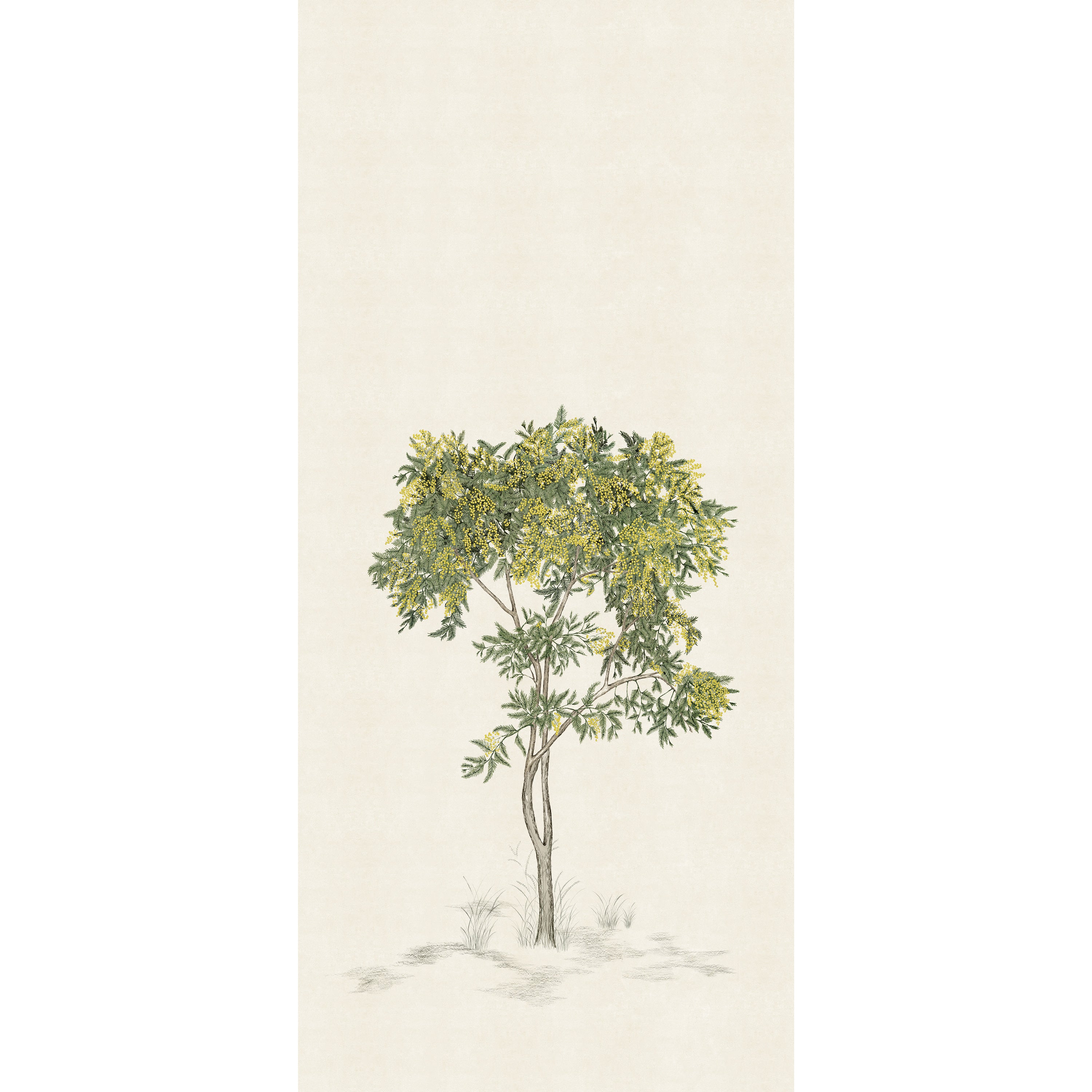 mimosaページ gg1198oa-002-00-1200x600.jpg