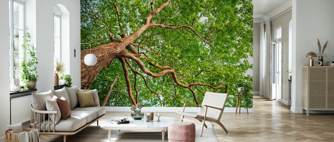 PHOTOWALL / Nature Forest Tree (e318336)