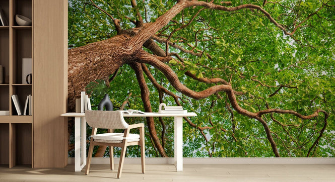 PHOTOWALL / Nature Forest Tree (e318336)