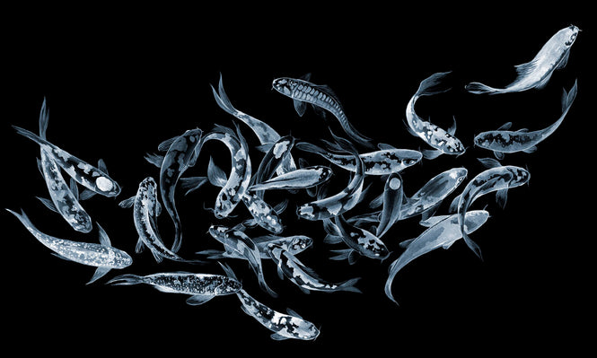 PHOTOWALL / Koi Fishes - Dark (e329996)