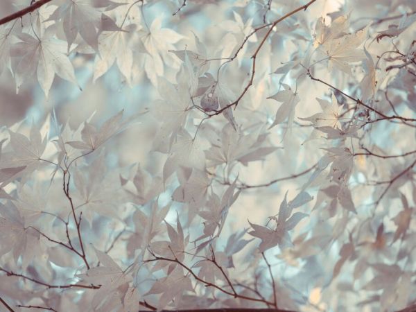 PHOTOWALL / Autumn Coloured Leaves Backlit (e92964)
