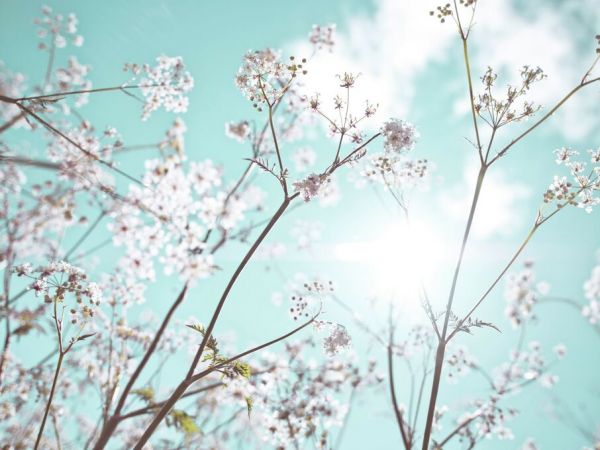 PHOTOWALL / Cow Parsley Flowers in Summer Time (e92967)