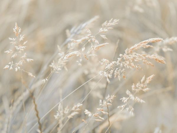 PHOTOWALL / Grass Meadow (e92969)