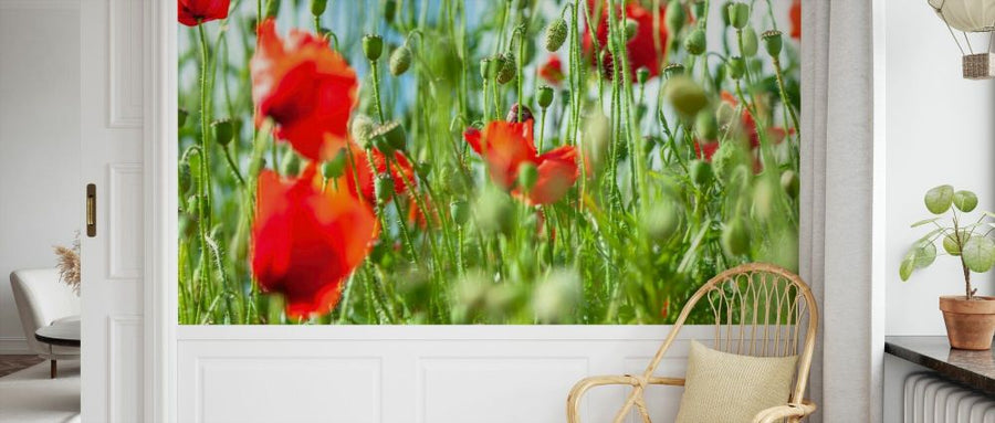 PHOTOWALL / Poppy Flowers Against Blue Skies (e92977)