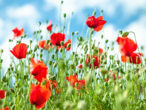 PHOTOWALL / Poppy Flowers Against Blue Skies (e92977)