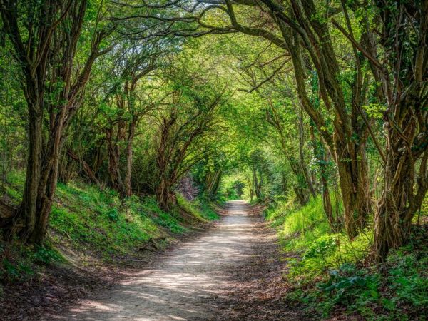 PHOTOWALL / Road Through Dense Forest (e92978)