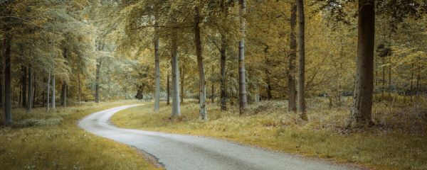 PHOTOWALL / Road Through Dense Forest II (e92979)