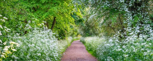 PHOTOWALL / Woodland Spring Path (e92984)