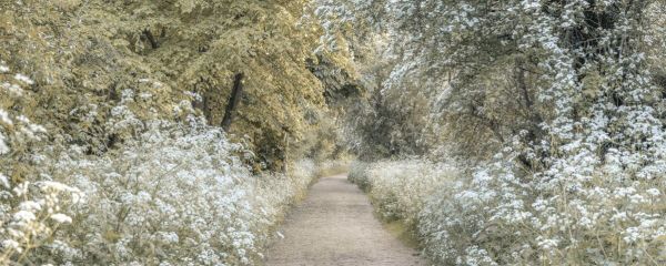 PHOTOWALL / Woodland Spring Path II (e92985)