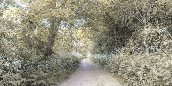 PHOTOWALL / Woodland Spring Path III (e92986)