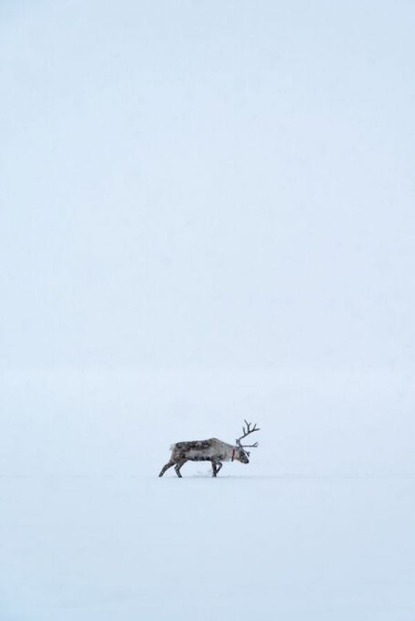 PHOTOWALL / Lonely Reindeer in Swedish Lapland (e93100)