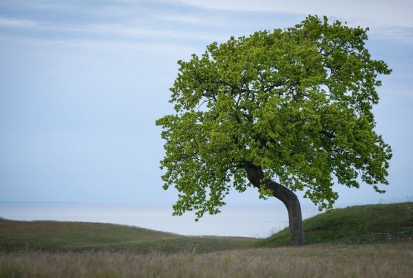 PHOTOWALL / Lonely Tree (e93101)