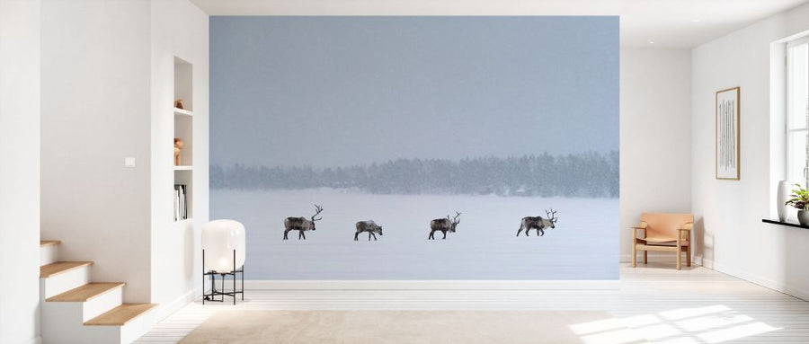 PHOTOWALL / Reindeers in the Snow in Swedish Lapland (e93104)