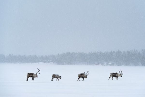 PHOTOWALL / Reindeers in the Snow in Swedish Lapland (e93104)