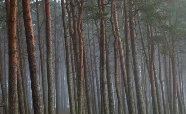 PHOTOWALL / Trees in the fog at Oland Sweden (e93108)