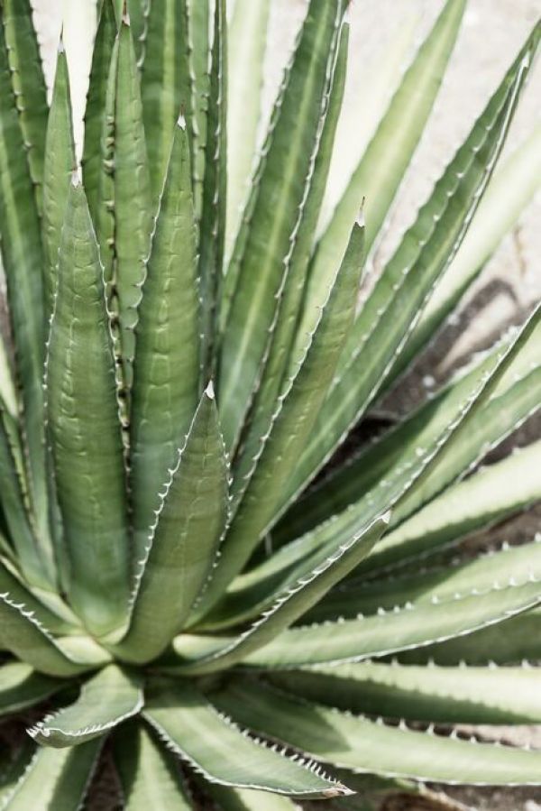 PHOTOWALL / Cacti Cactus - Agave Lechuguilla (e93136)