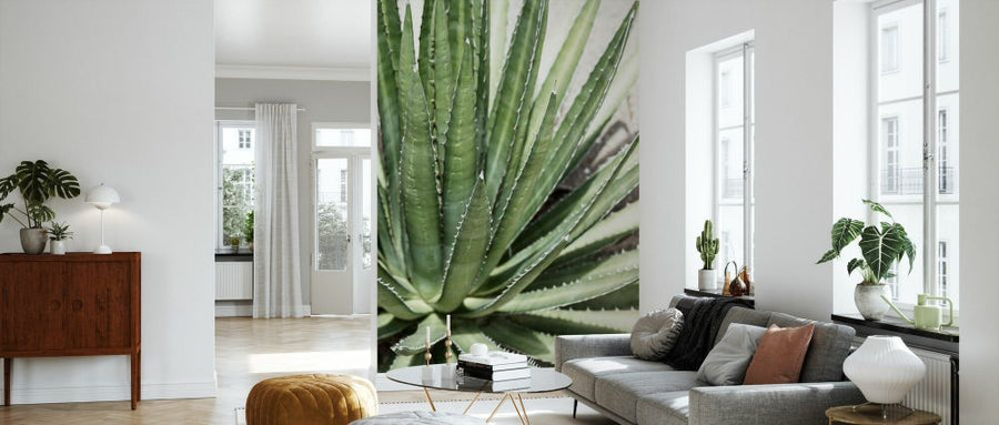 PHOTOWALL / Cacti Cactus - Agave Lechuguilla (e93136)