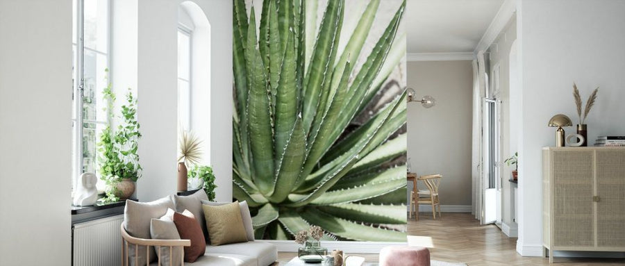 PHOTOWALL / Cacti Cactus - Agave Lechuguilla (e93136)