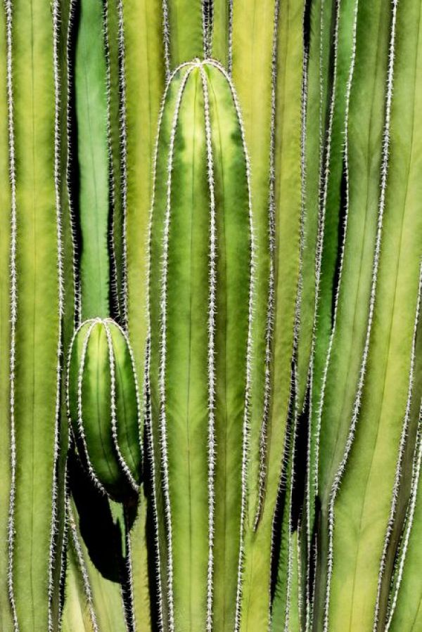 PHOTOWALL / Cacti Cactus - Cactus Overlay (e93137)