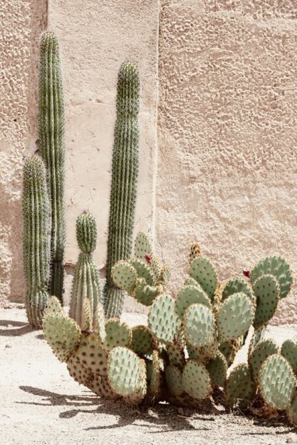 PHOTOWALL / Cacti Cactus - Pastel Cactus (e93138)