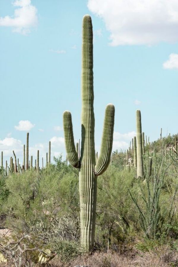 PHOTOWALL / Cacti Cactus - Saguaro Cactus (e93139)