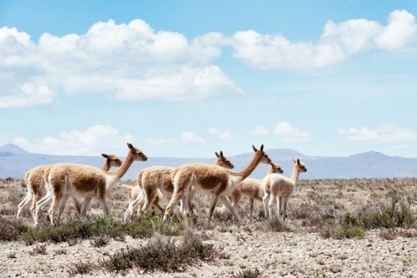 PHOTOWALL / Colors of Peru - Wild Llamas (e93144)