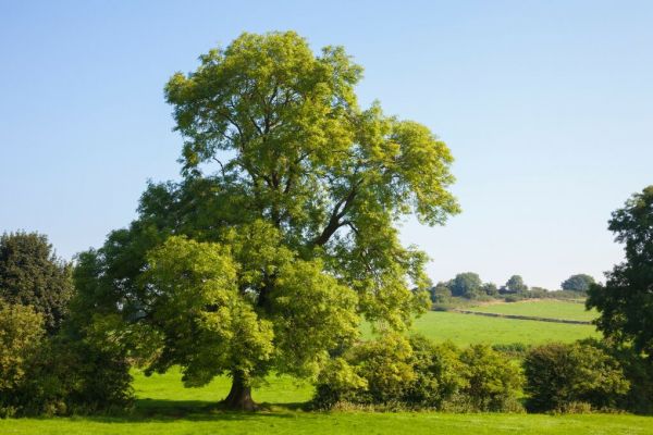 PHOTOWALL / Ash Tree Growing in a Field (e93346)