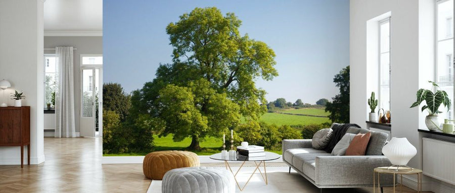 PHOTOWALL / Ash Tree Growing in a Field (e93346)