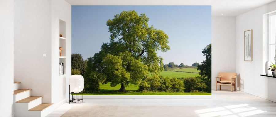 PHOTOWALL / Ash Tree Growing in a Field (e93346)