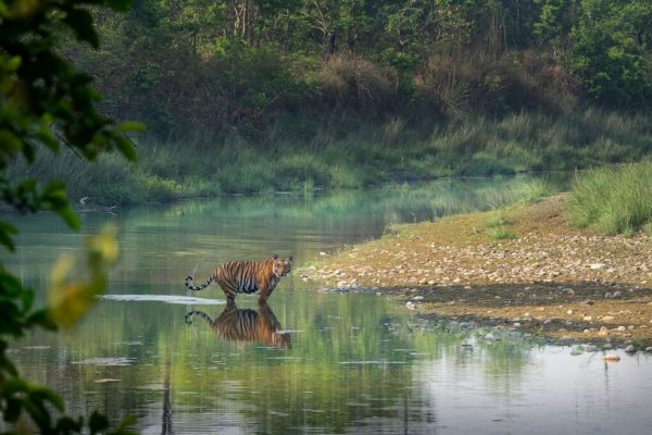 PHOTOWALL / Bengal Tiger Standing in Rriver (e93348)