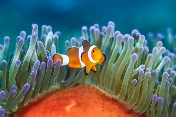 PHOTOWALL / Clownfish on a Coral Reef (e93349)