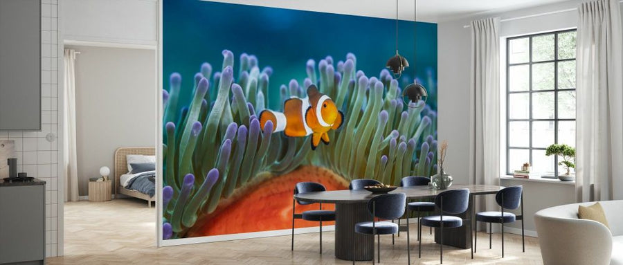 PHOTOWALL / Clownfish on a Coral Reef (e93349)