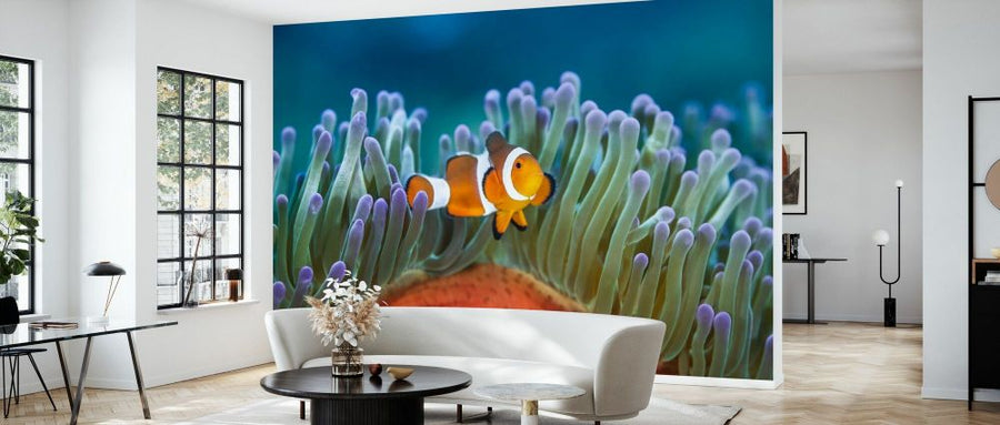 PHOTOWALL / Clownfish on a Coral Reef (e93349)