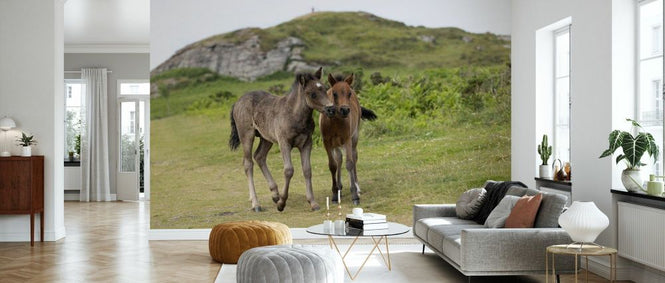PHOTOWALL / Endangered Dartmoor Ponies (e93350)