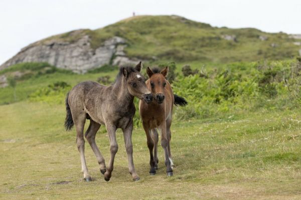PHOTOWALL / Endangered Dartmoor Ponies (e93350)