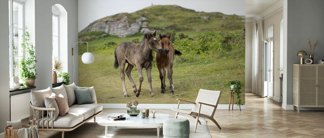 PHOTOWALL / Endangered Dartmoor Ponies (e93350)