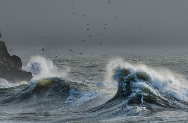 PHOTOWALL / Flock of Herring Gulls Flying Over Rough Sea (e93352)