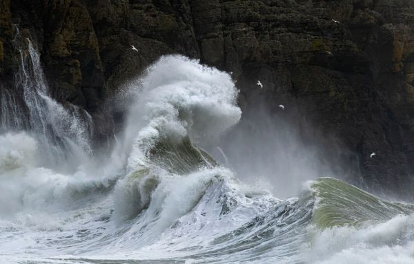 PHOTOWALL / Flock of Herring Gulls Flying Over Rough Sea II (e93353)