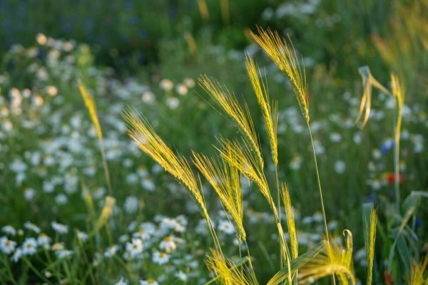 PHOTOWALL / Flowering in the Field II (e93355)