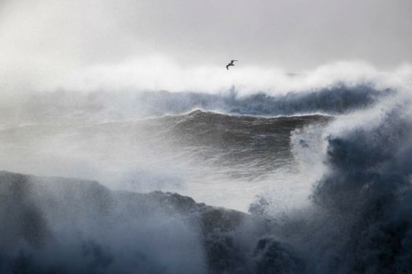 PHOTOWALL / Glaucous Gull in Flight Over Rough Seas (e93356)