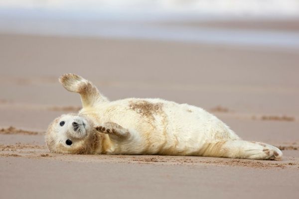 PHOTOWALL / Grey Seal Pup Relaxing (e93357)
