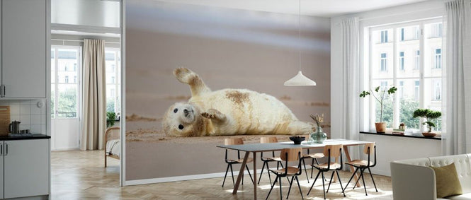PHOTOWALL / Grey Seal Pup Relaxing (e93357)