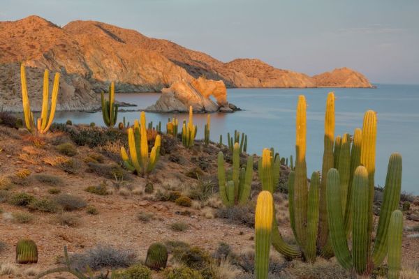 PHOTOWALL / Mexican Giant Cardon Cactus (e93359)