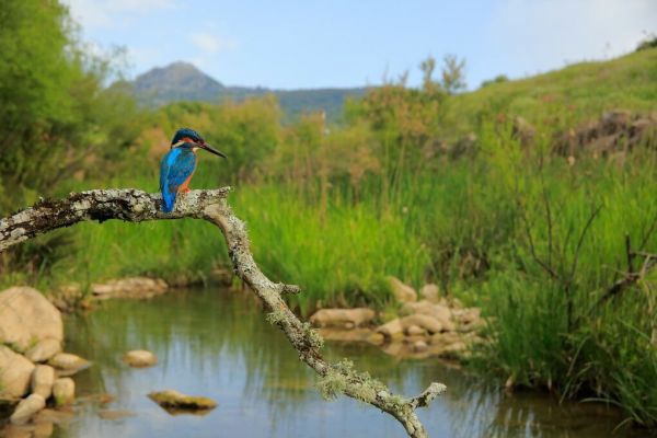 PHOTOWALL / Perched Eurasian Kingfisher (e93362)